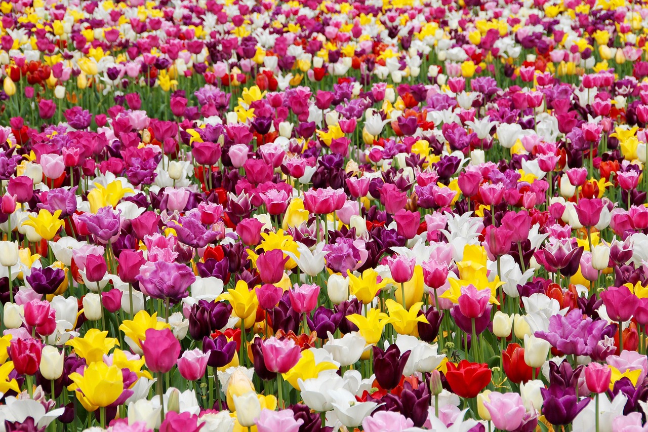 tulips, flowers, beautiful flowers, field, tulip farm, tulip field, colorful, colorful flowers, flower background, garden, tulip garden, flower garden, bloom, blossom, flora, floriculture, horticulture, botany, nature, plants, tulpenbluete, field of flowers, flower wallpaper, holland
